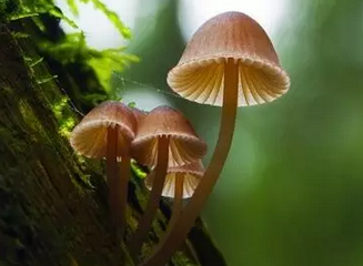 蘑菇提取物還能減少糖用量？